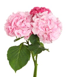 Photo of Bouquet of beautiful hortensia flowers on white background