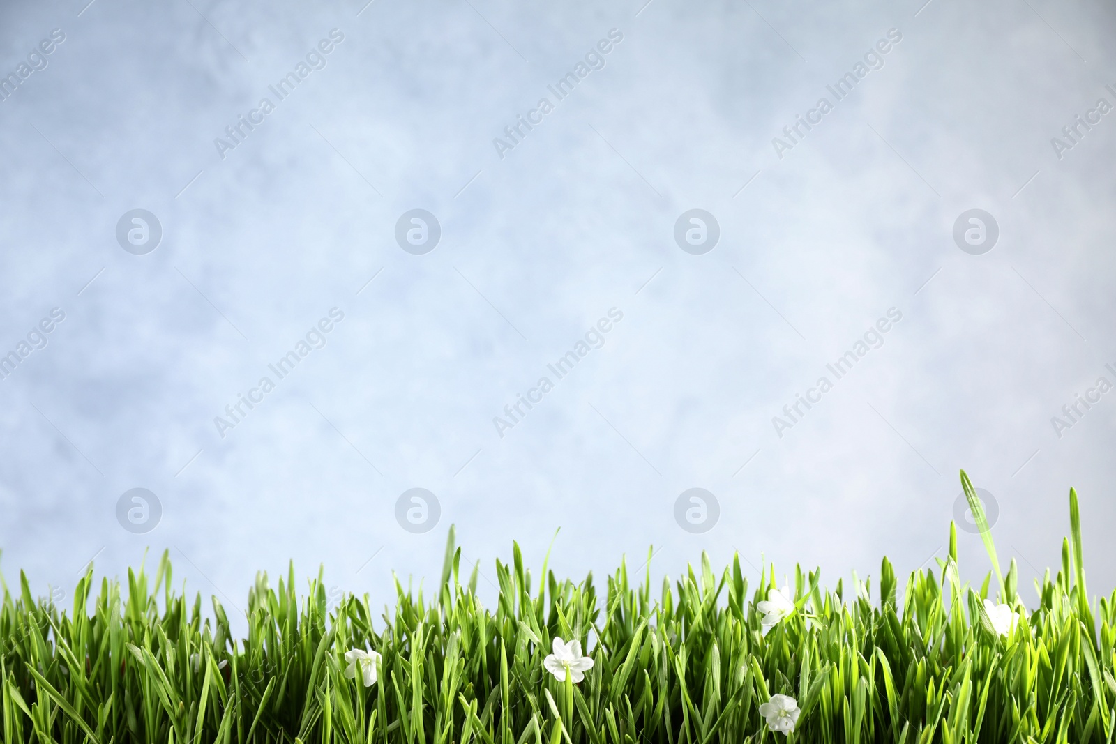 Photo of Fresh green grass and white flowers on light background, space for text. Spring season