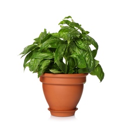 Photo of Lush green basil in pot isolated on white