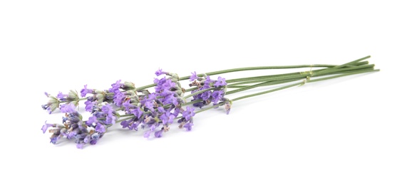 Photo of Beautiful tender lavender flowers on white background