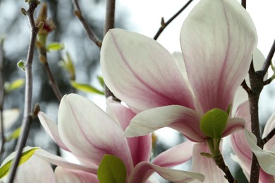 Photo of Magnolia tree with beautiful flowers on blurred background, closeup
