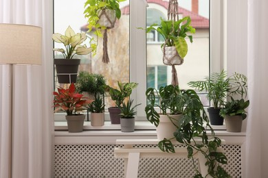 Photo of Different beautiful houseplants near window indoors. Interior design