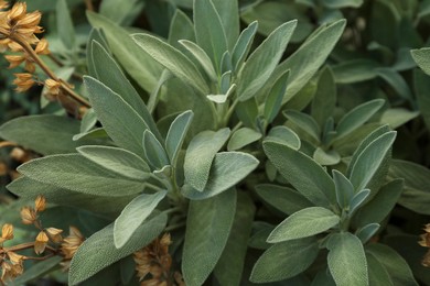 Photo of Beautiful sage with green leaves growing outdoors, closeup
