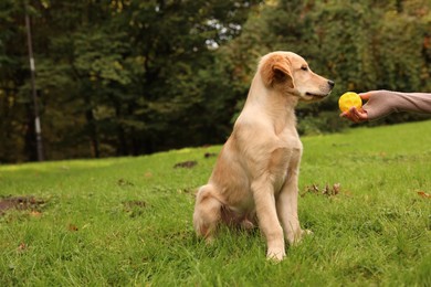 Photo of Woman playing with adorable Labrador Retriever puppy on green grass in park, closeup. Space for text