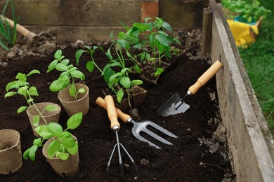 Seedlings in containers and gardening tools on ground outdoors