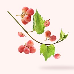 Image of Fresh grapes and vine in air on light red background
