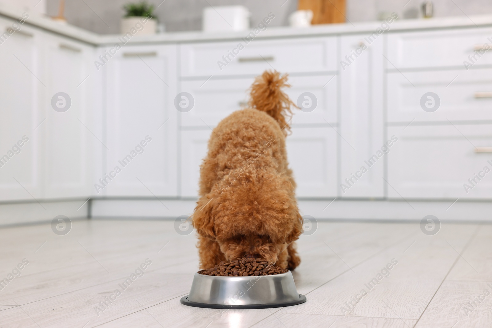 Photo of Cute Maltipoo dog feeding from metal bowl on floor in kitchen. Lovely pet