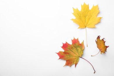 Dry leaves of maple tree on white background, top view. Autumn season