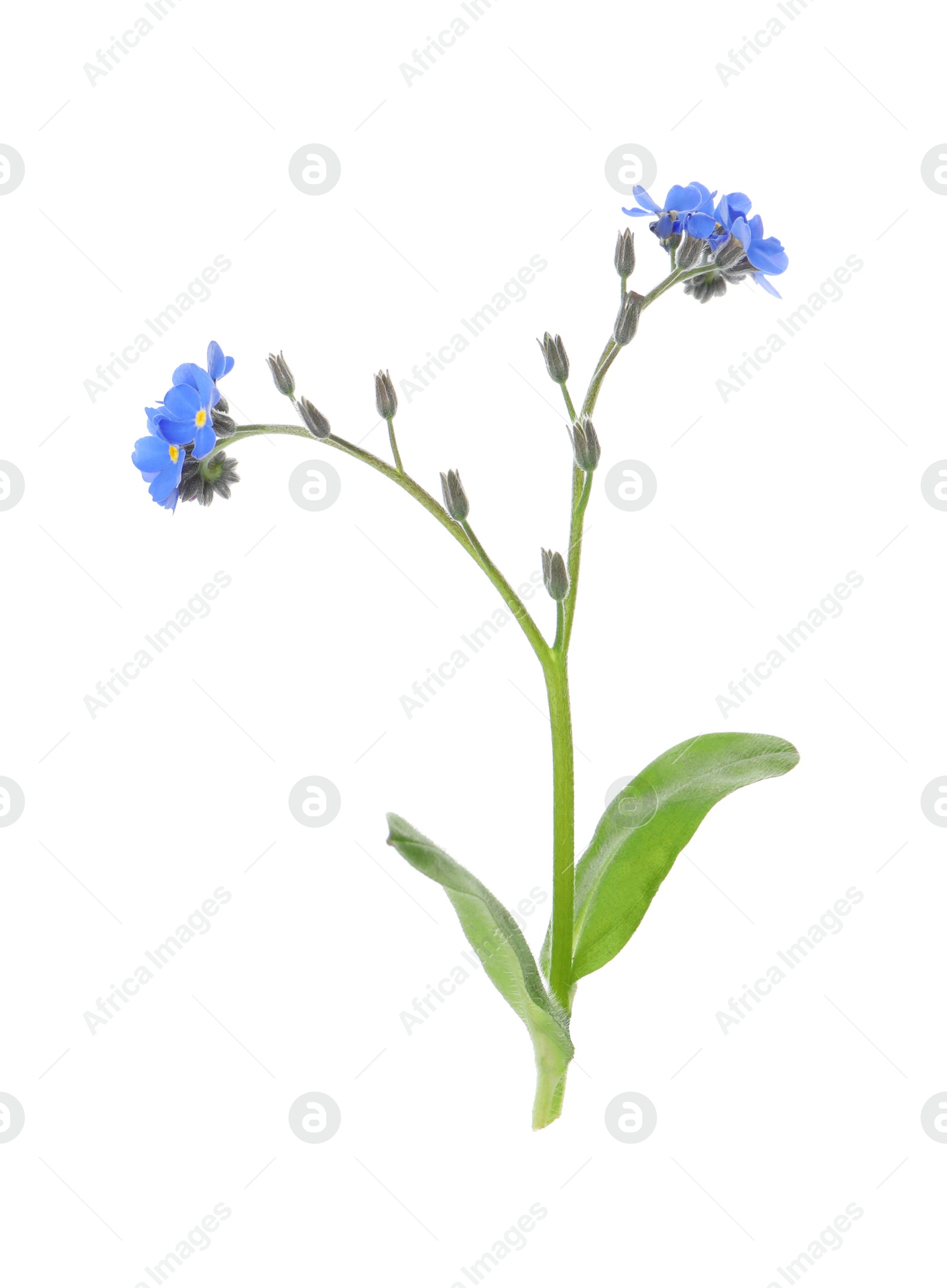 Photo of Beautiful blue Forget-me-not flowers isolated on white