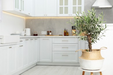 Photo of Beautiful potted olive tree in stylish kitchen