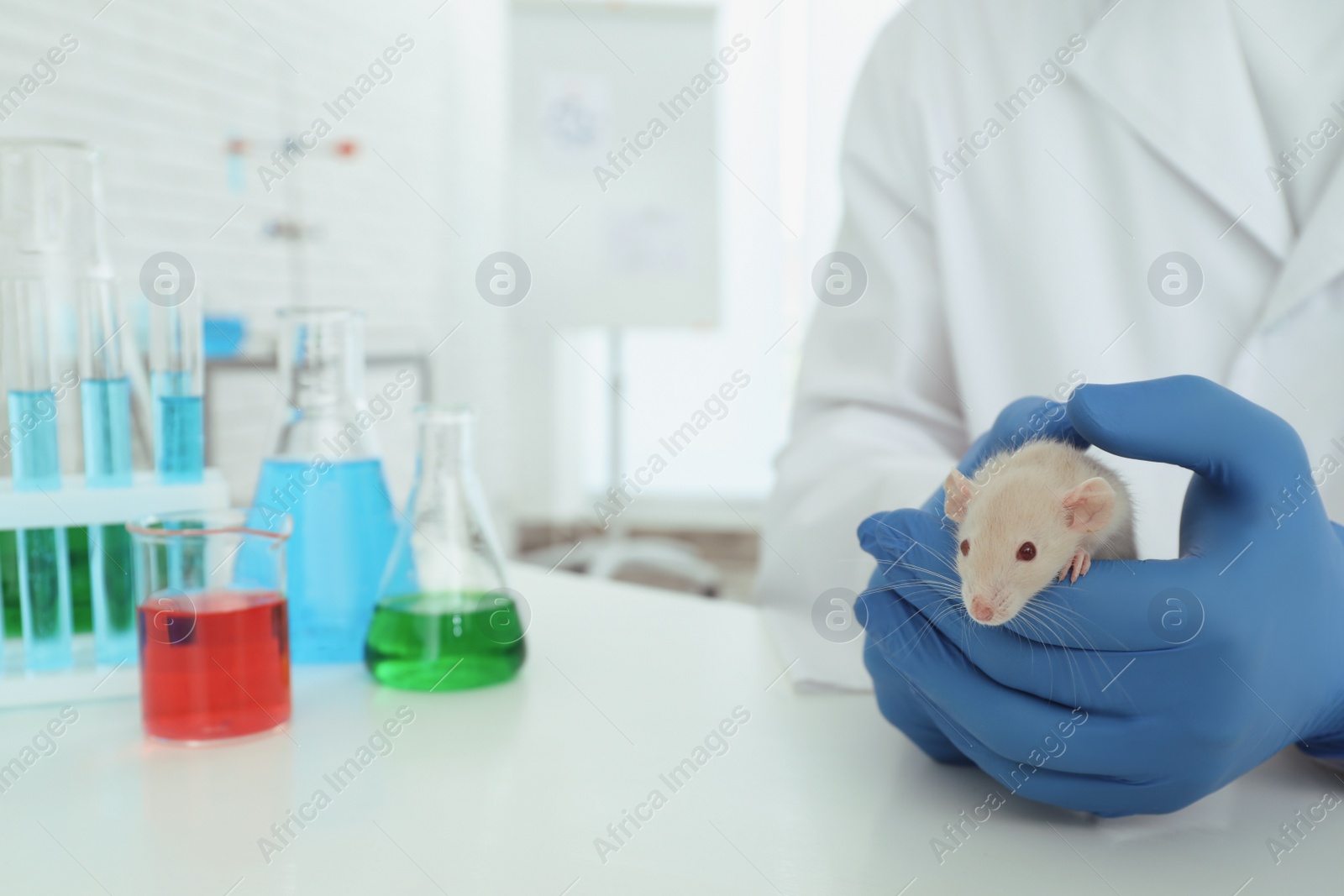 Photo of Scientist with rat in chemical laboratory, closeup. Animal testing