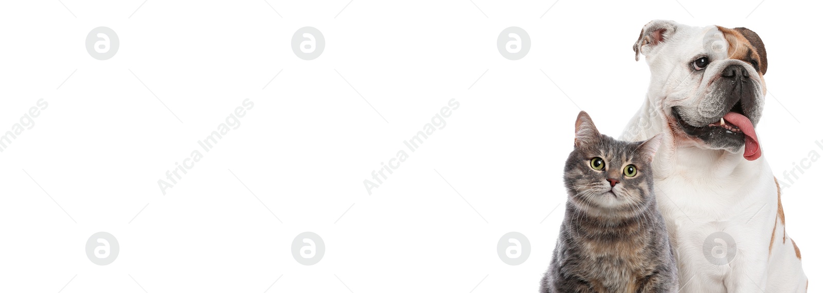 Image of Cute gray tabby cat and funny English bulldog on white background. Banner design with space for text