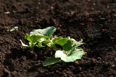 Photo of Cucumber seedlings growing in field on sunny day
