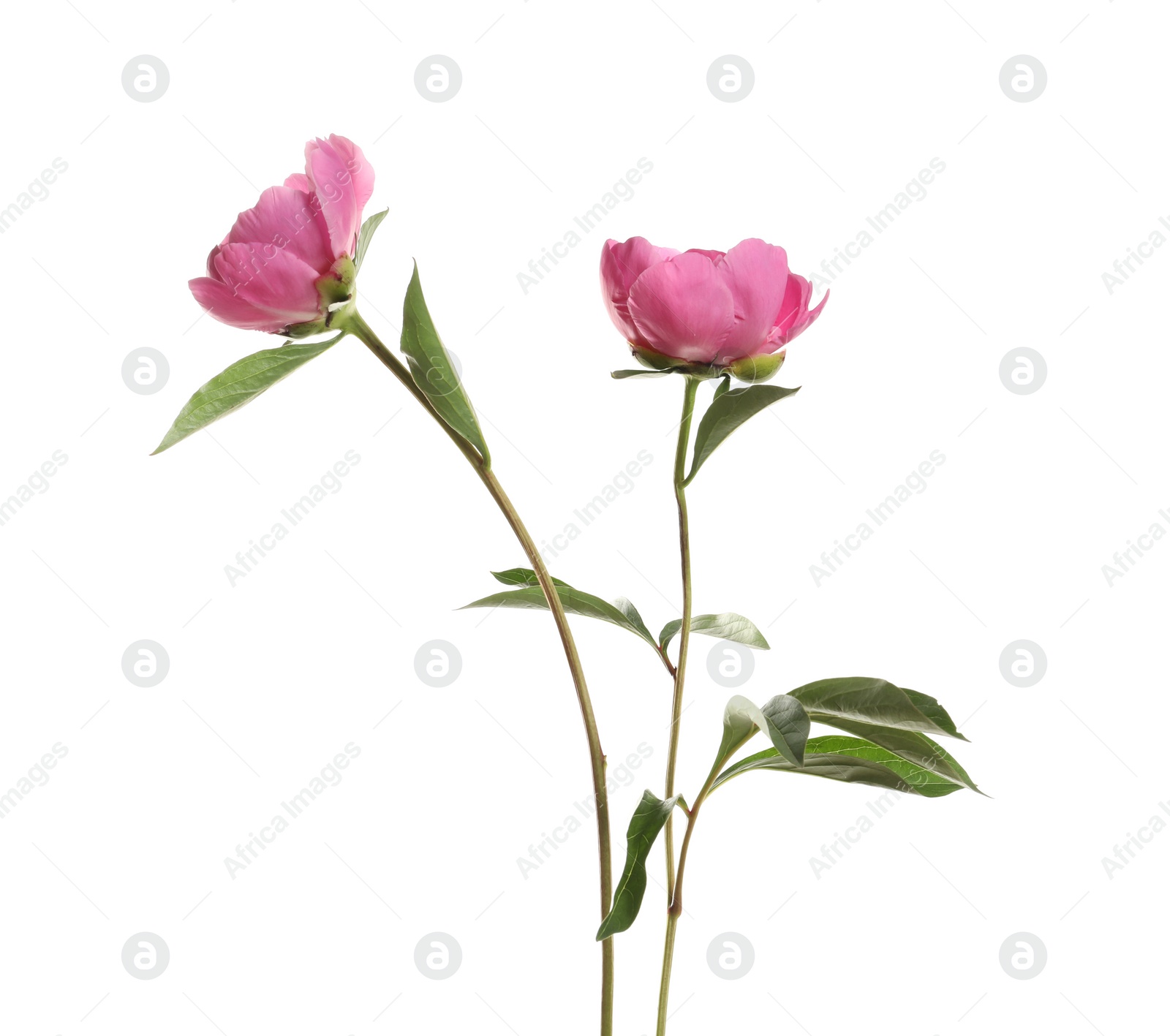 Photo of Fragrant peonies on white background. Beautiful spring flowers