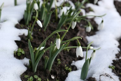 Beautiful blooming snowdrops growing outdoors. Spring flowers