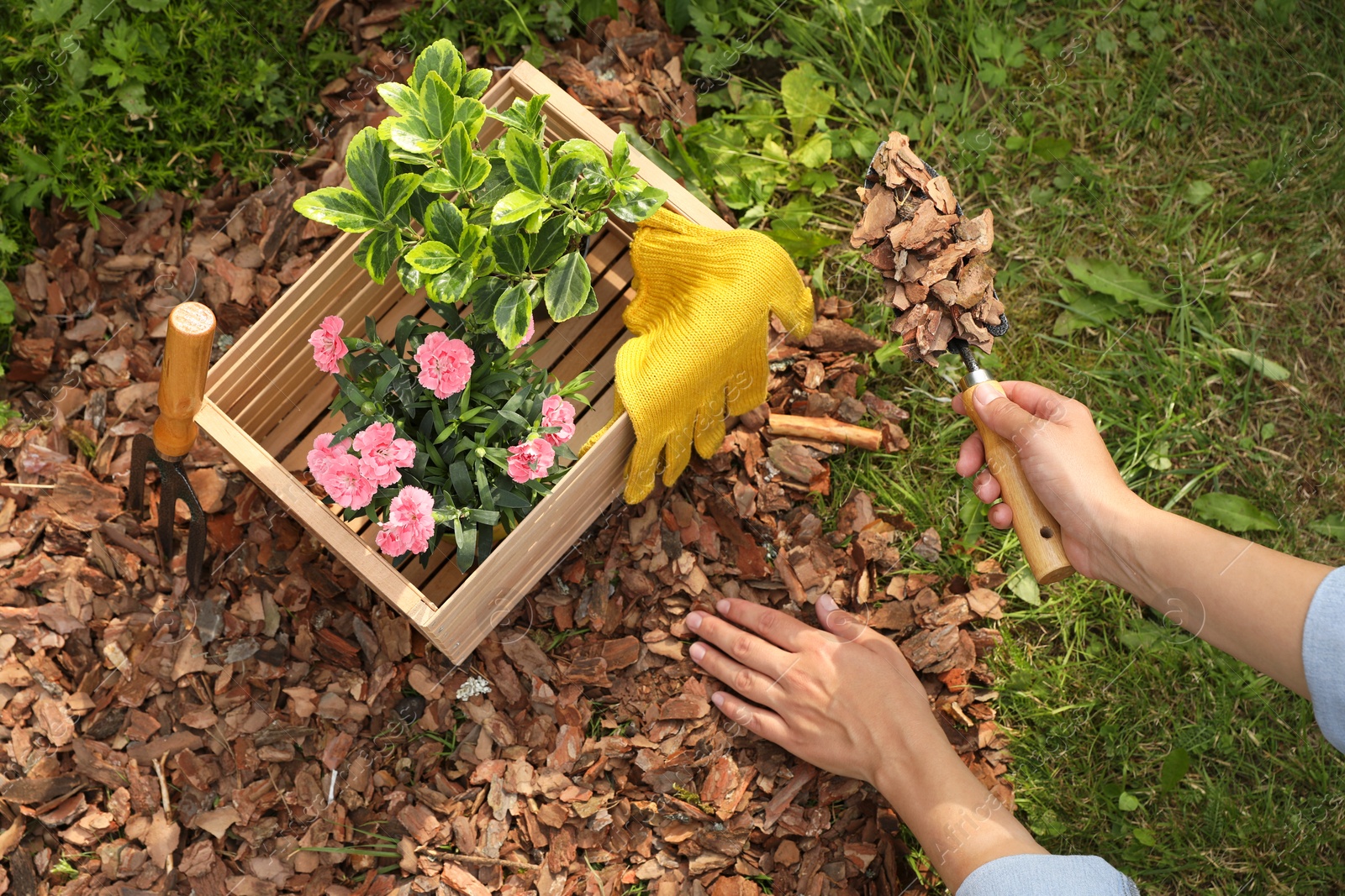 Photo of Woman mulching soil with bark chips in garden, above view