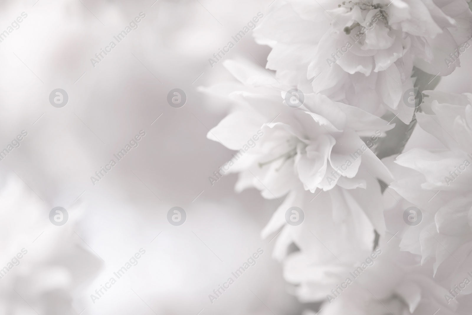 Image of Beautiful sakura blossom on blurred background, closeup. Space for text