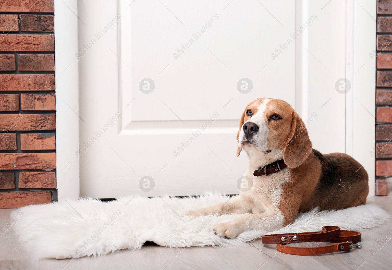 Photo of Cute Beagle dog lying and leash on floor near door