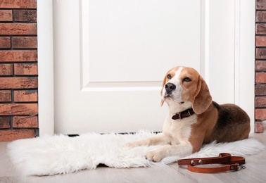 Photo of Cute Beagle dog lying and leash on floor near door