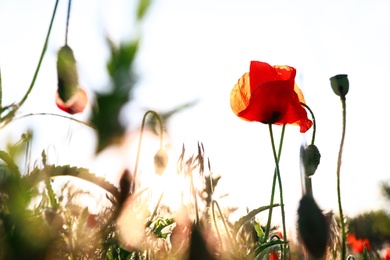 Photo of Beautiful blooming red poppy in field on sunny day