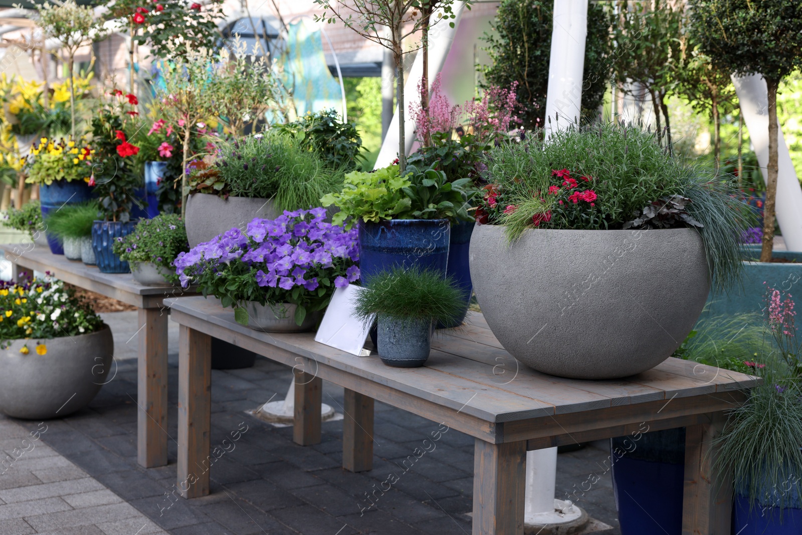 Photo of Many different potted flowers on wooden tables outdoors