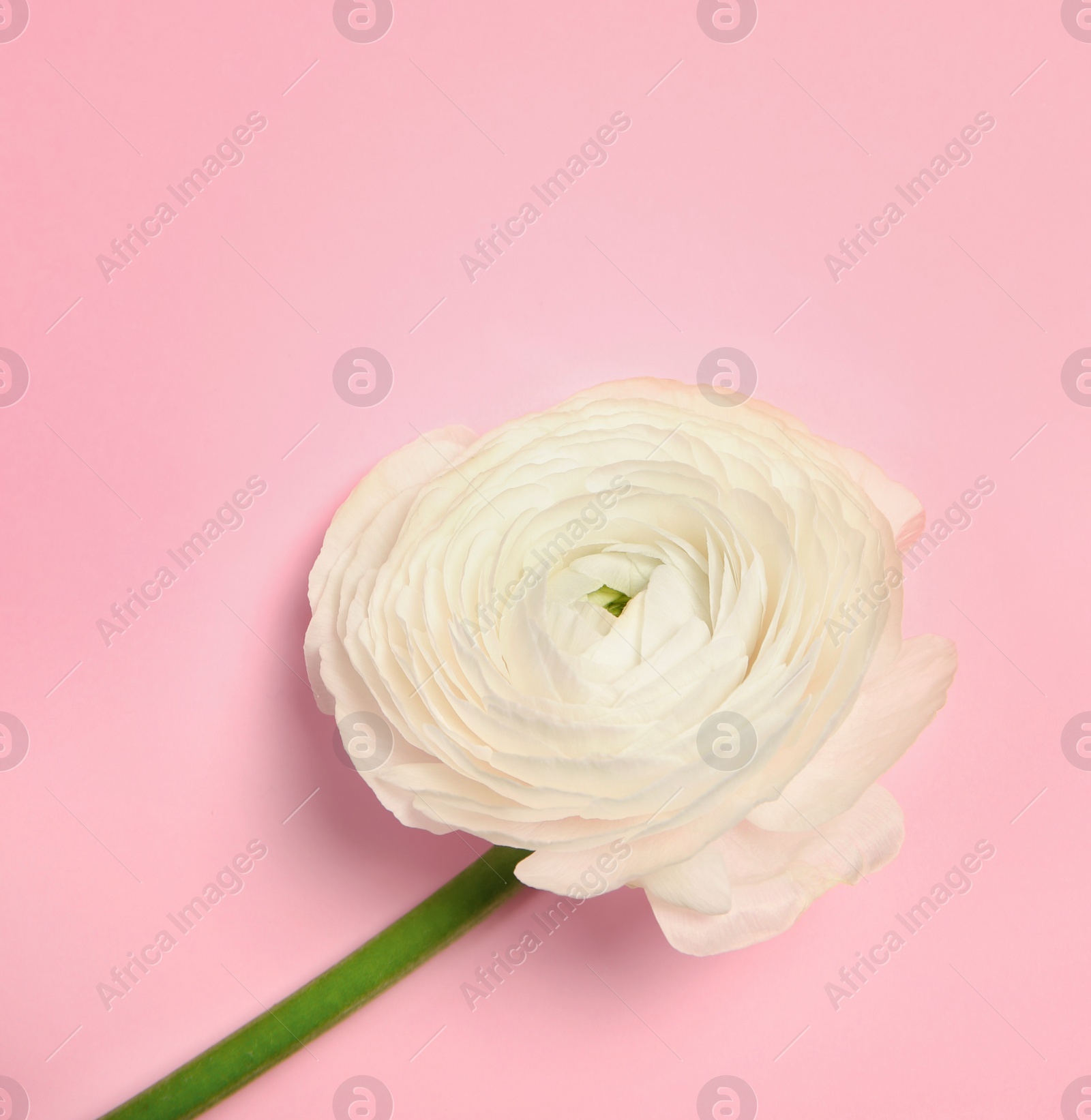 Photo of Beautiful ranunculus flower on color background