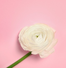 Photo of Beautiful ranunculus flower on color background