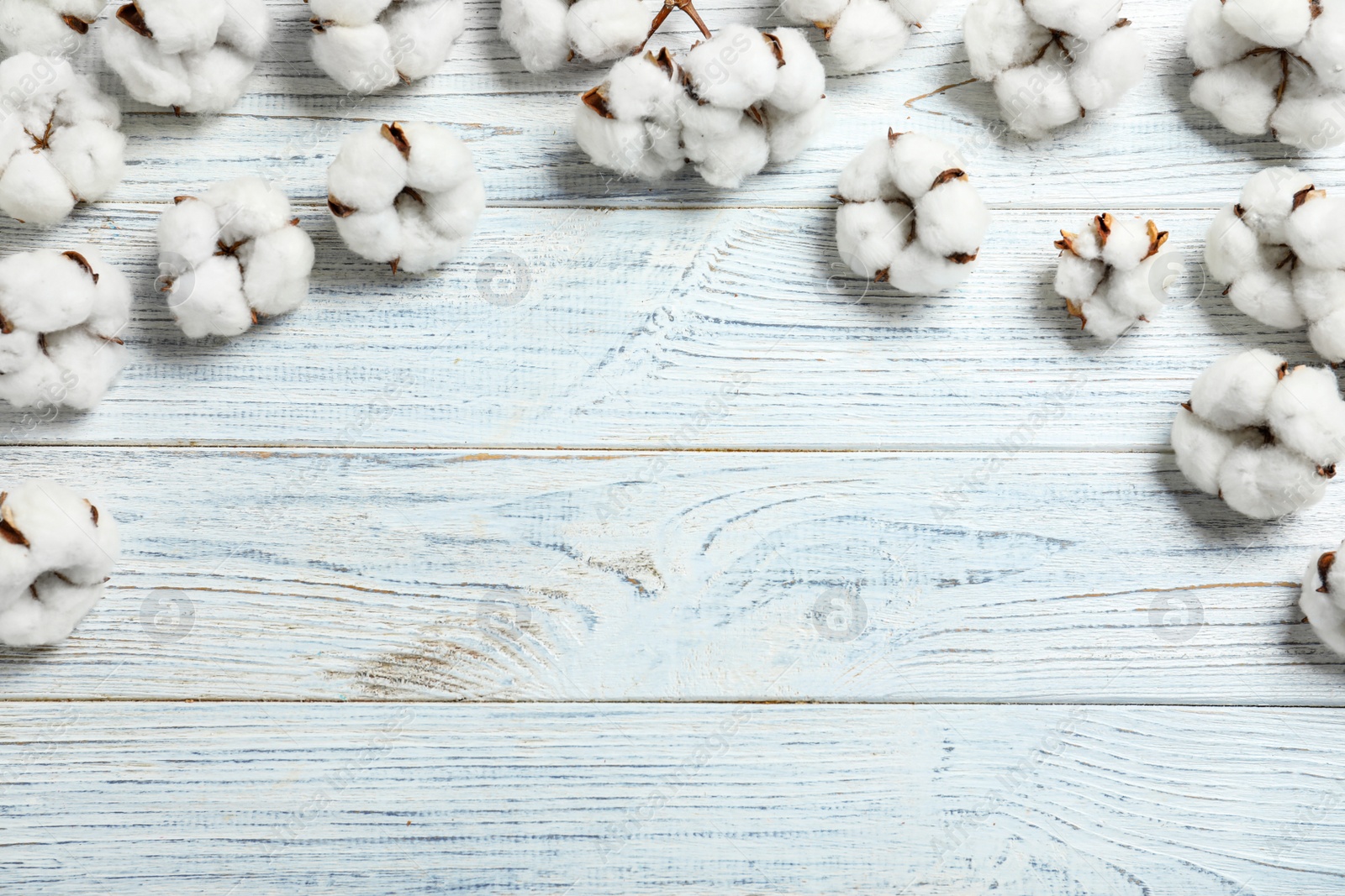 Photo of Flat lay composition with cotton flowers on white wooden background. Space for text
