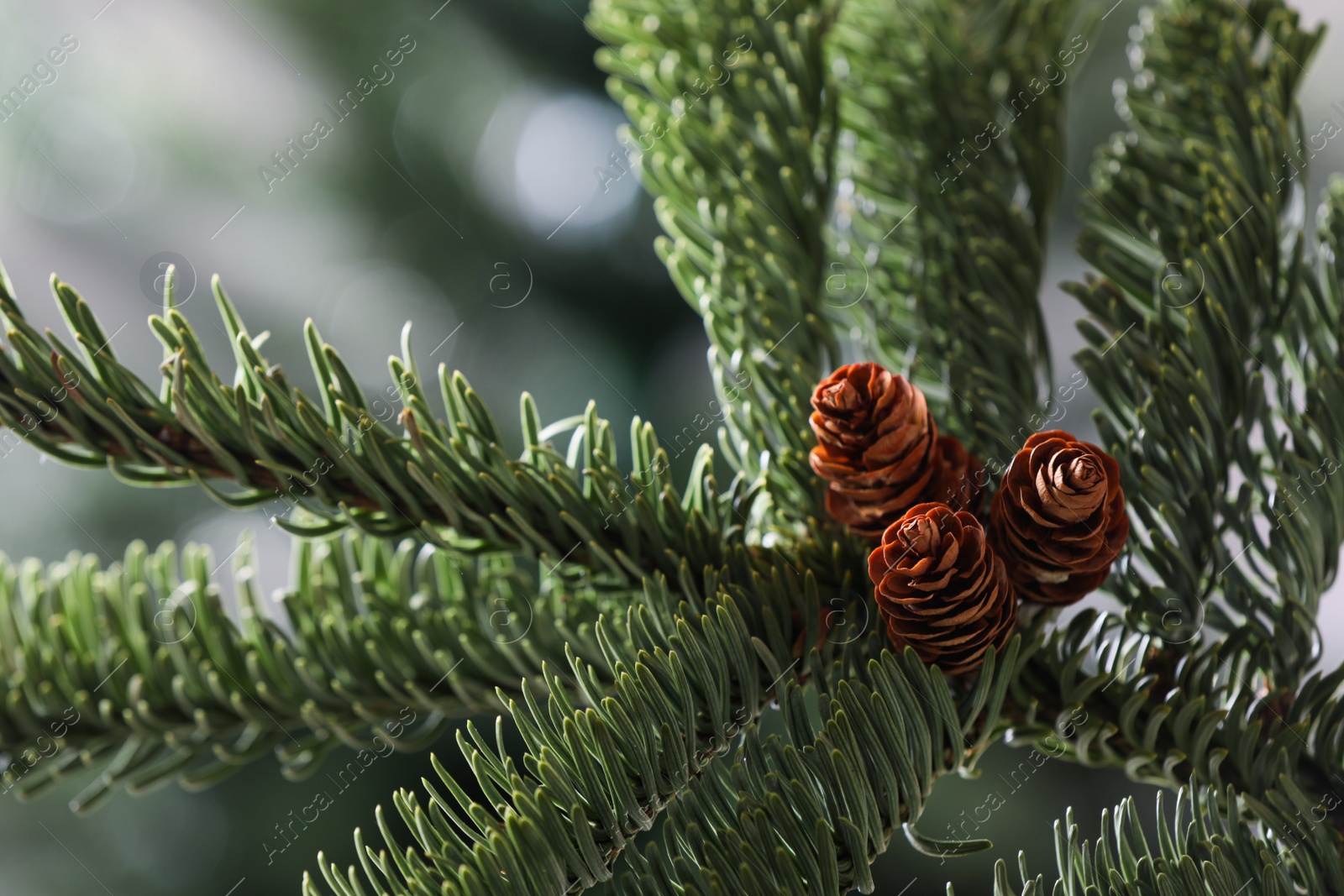 Photo of Closeup view of beautiful coniferous tree branch with cones on blurred background