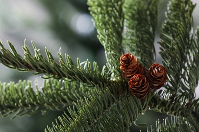 Photo of Closeup view of beautiful coniferous tree branch with cones on blurred background