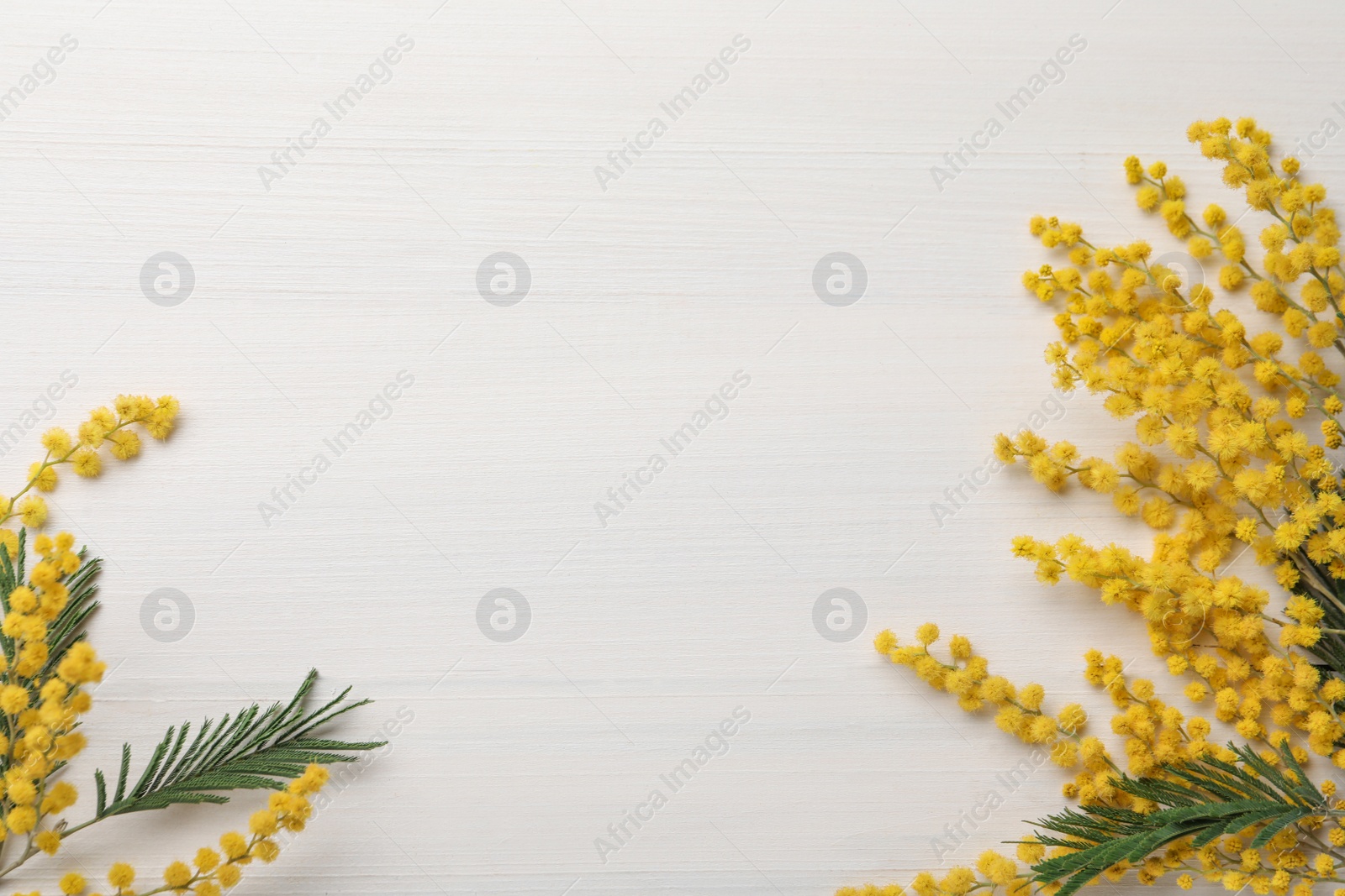 Photo of Beautiful mimosa flowers on white wooden table, flat lay. Space for text