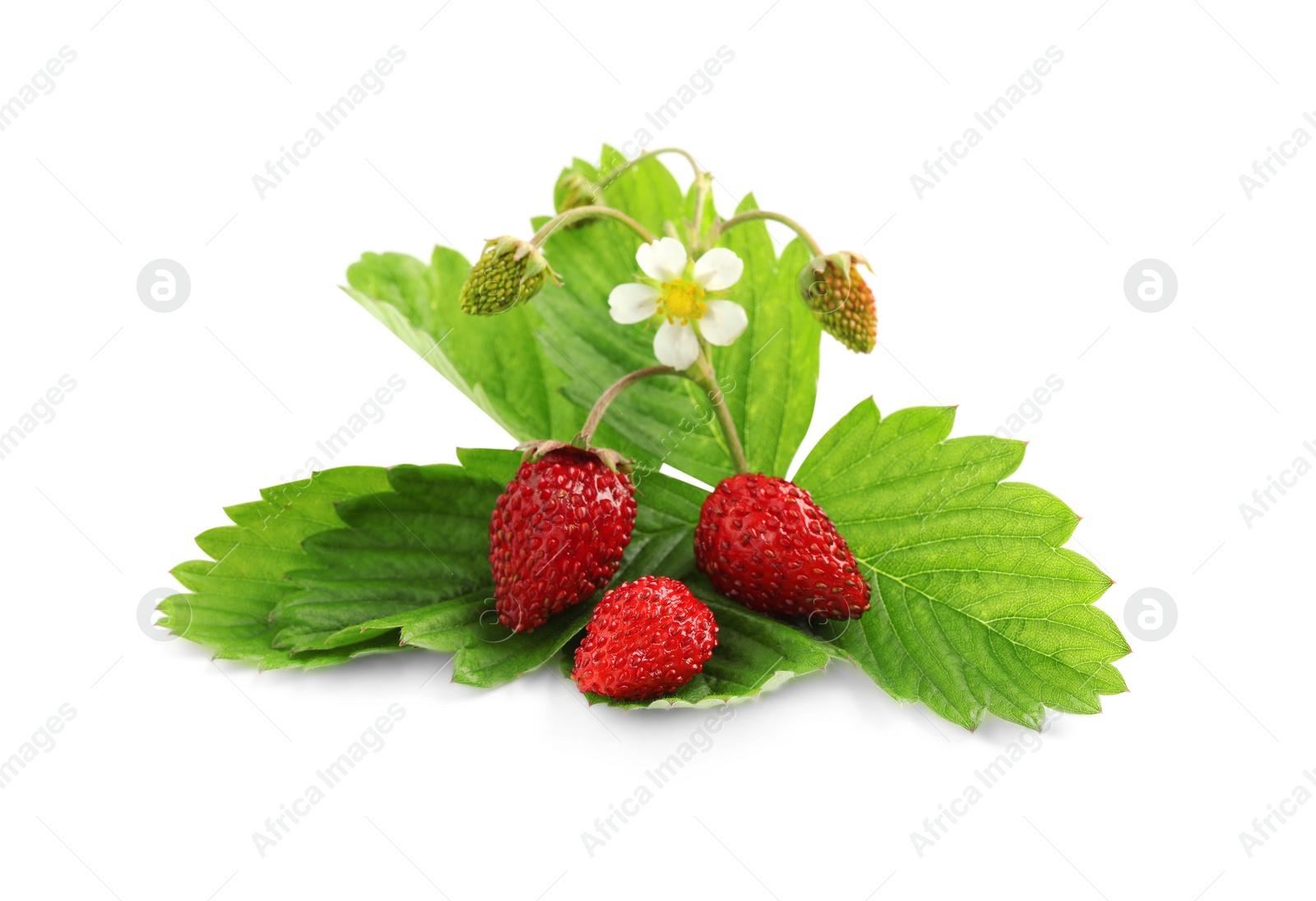 Photo of Wild strawberries, green leaves and flower isolated on white