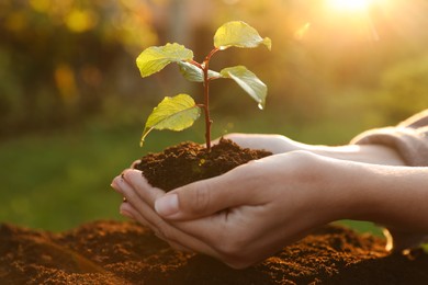 Woman holding soil with young green seedling above ground, closeup. Planting tree