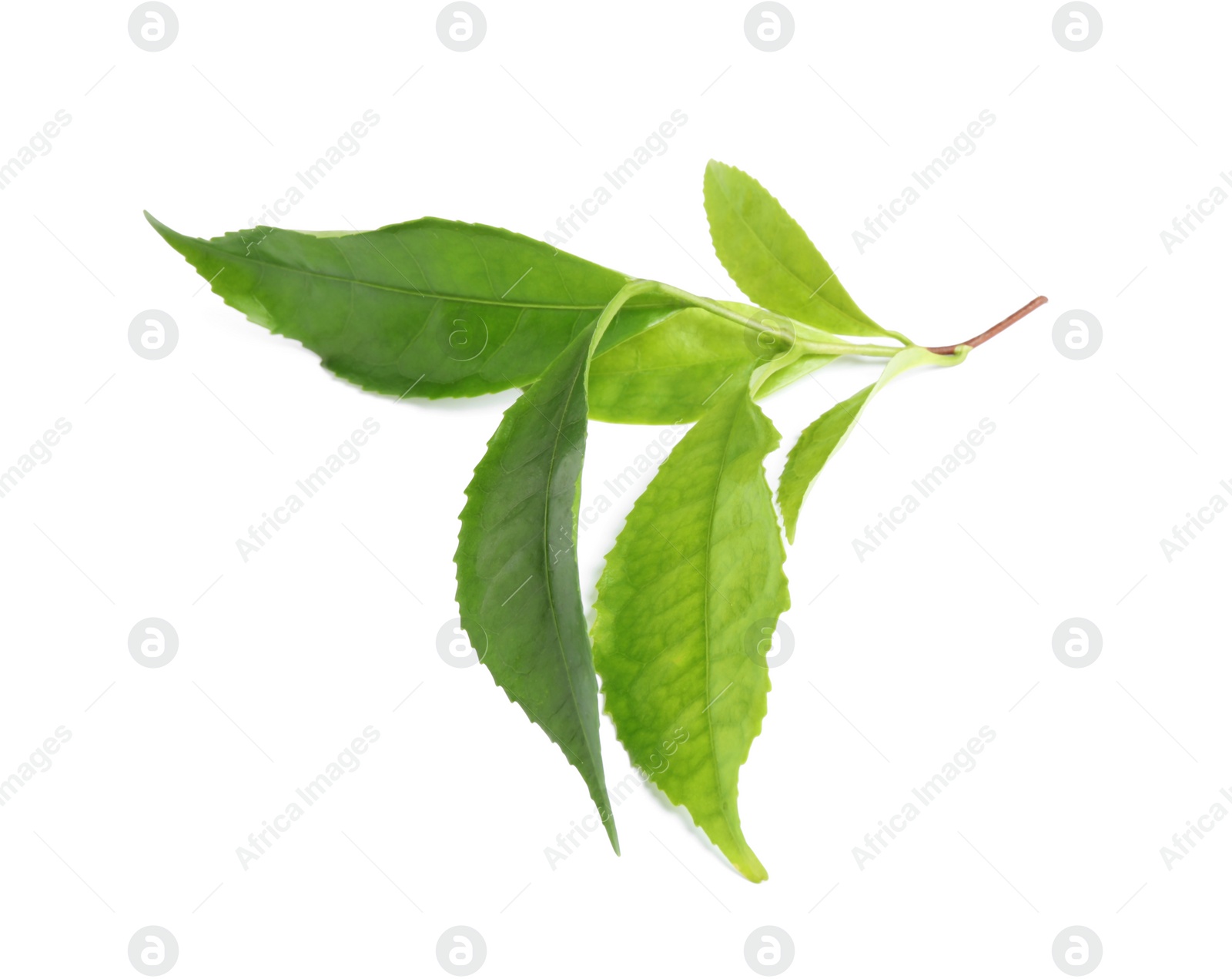 Photo of Green leaves of tea plant isolated on white