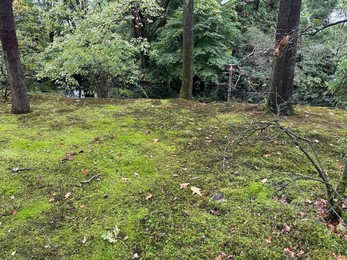Photo of Bright moss on ground, trees and other plants in park