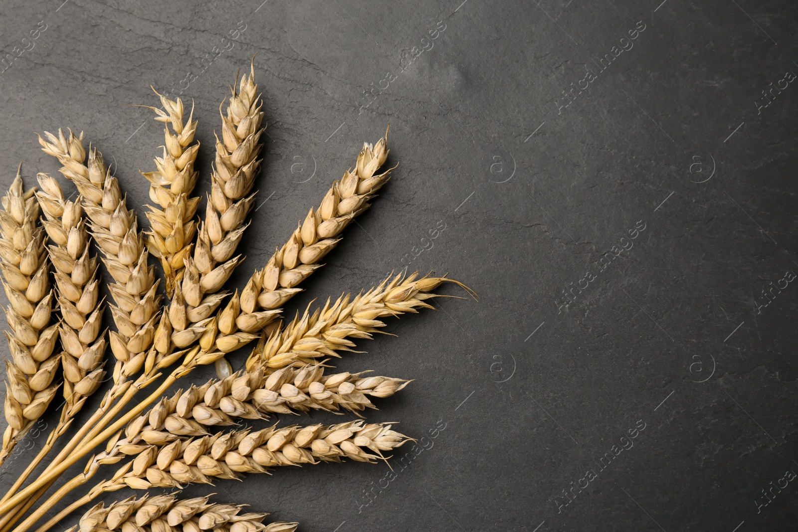 Photo of Dried ears of wheat on black table, flat lay. Space for text