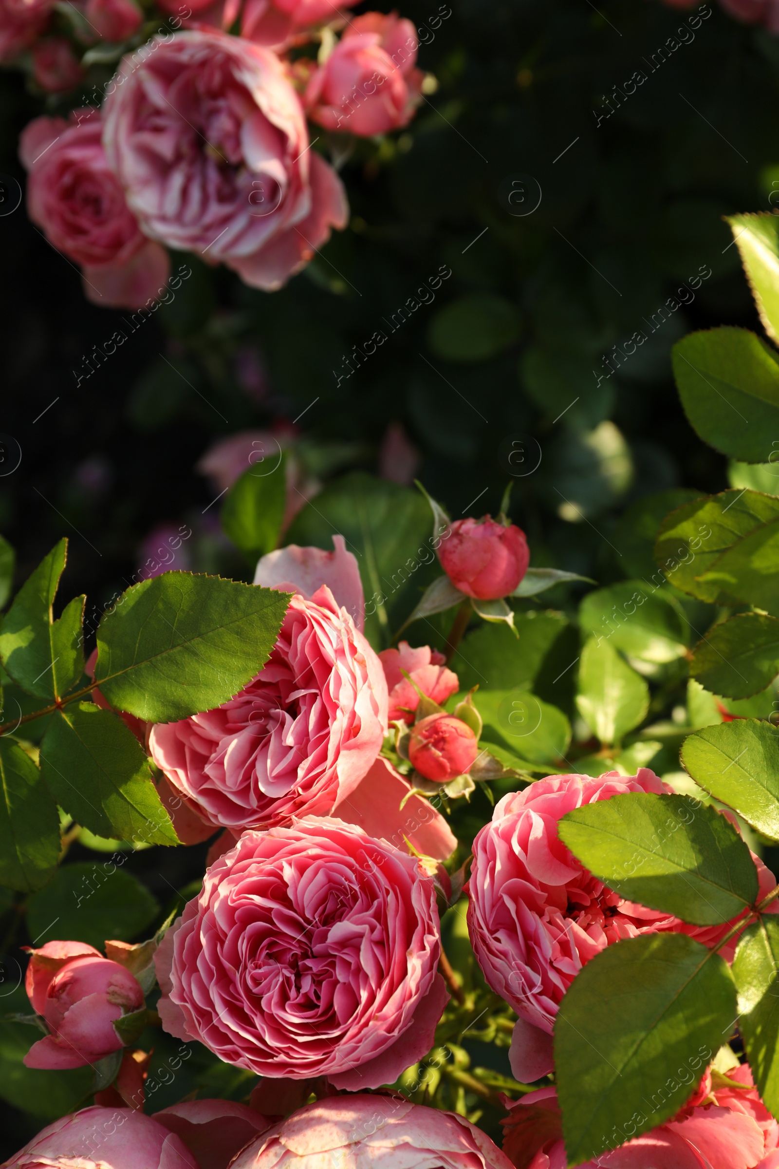 Photo of Beautiful blooming pink roses on bush outdoors