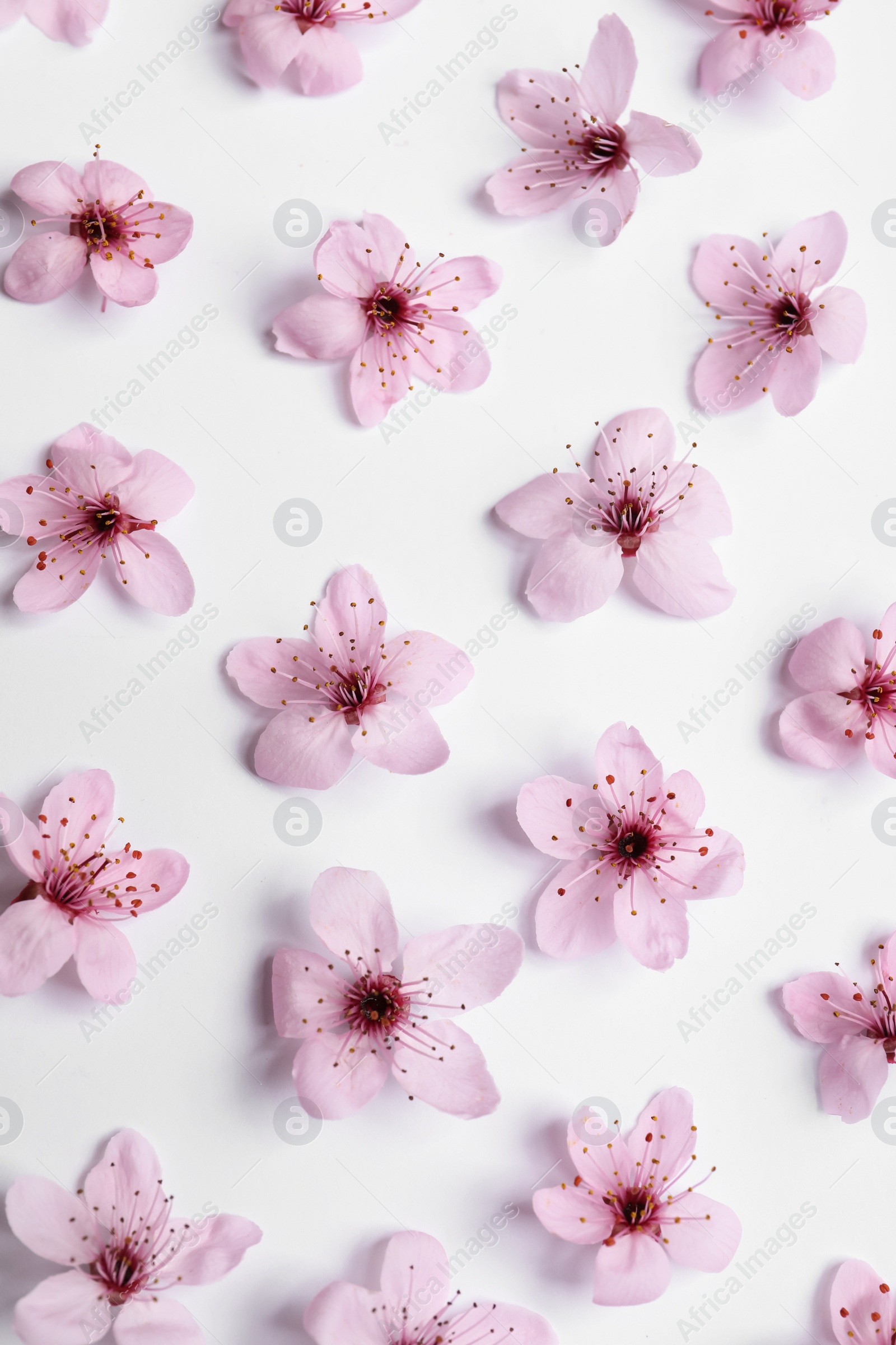 Photo of Beautiful spring tree blossoms on white background, flat lay