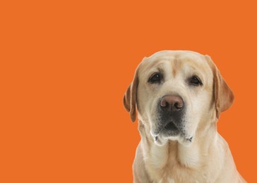 Image of Cute labrador retriever on orange background. Space for text