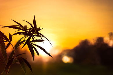 Image of Hemp plant in field at sunset, space for text