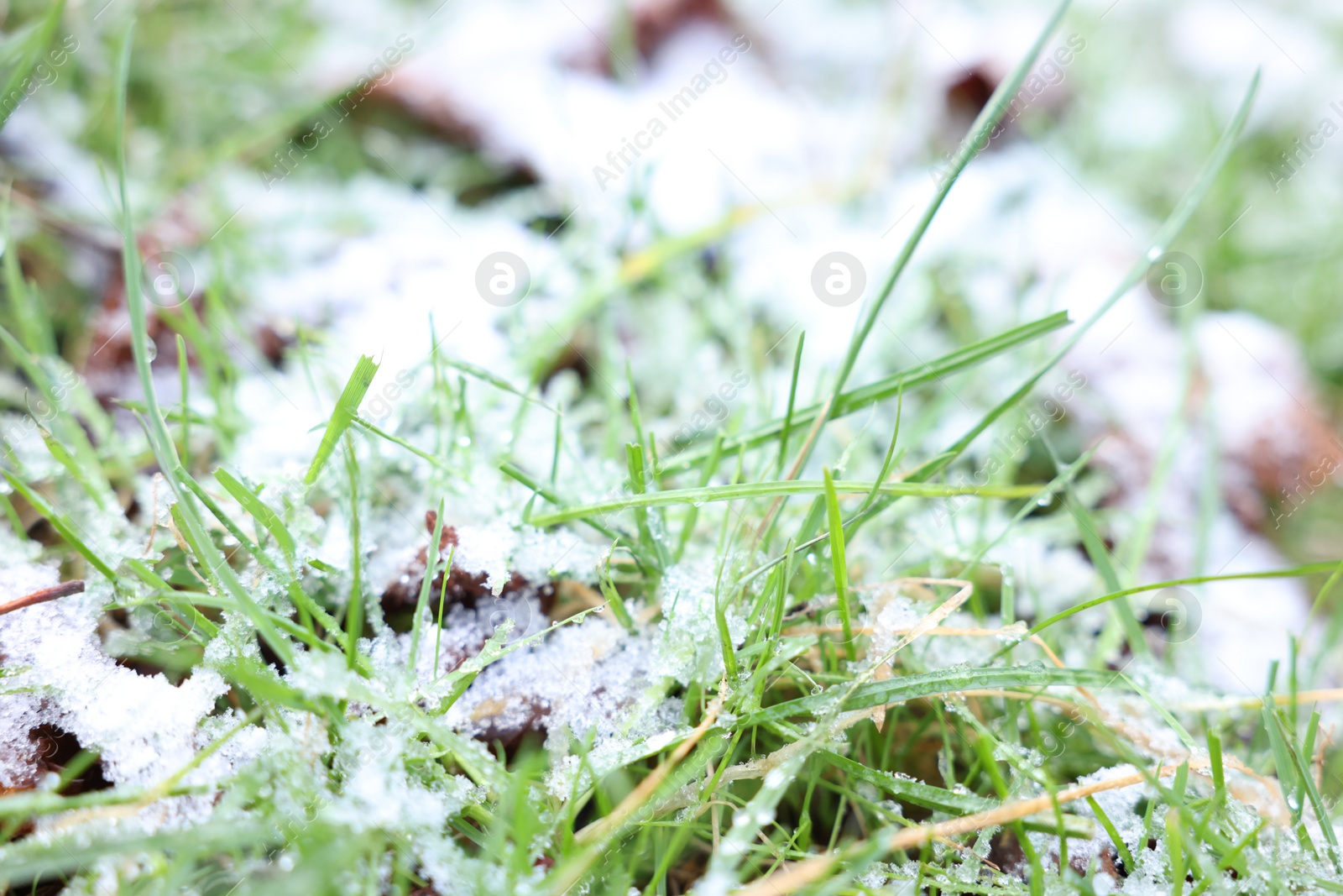 Photo of Green grass covered with snow on winter day, closeup