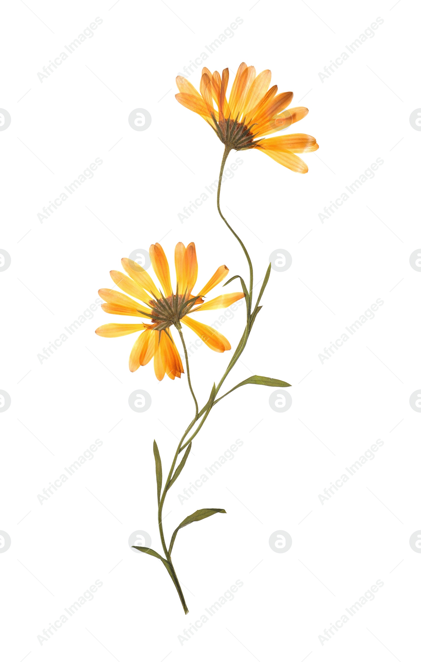 Photo of Wild dried meadow flowers on white background