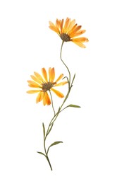 Photo of Wild dried meadow flowers on white background