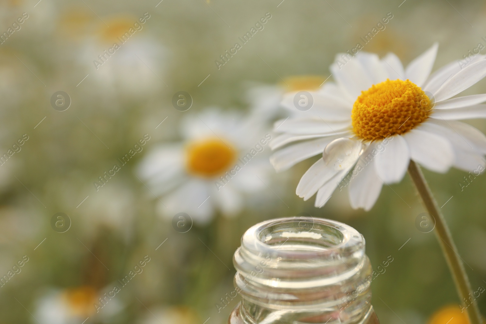 Photo of Chamomile flower with drop of oil near glass bottle outdoors, closeup. Space for text