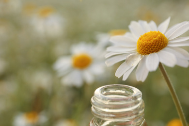 Chamomile flower with drop of oil near glass bottle outdoors, closeup. Space for text