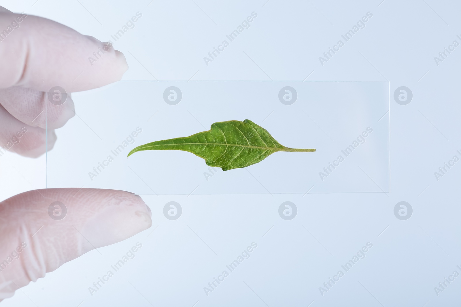 Photo of Scientist holding glass slide with leaf on white background, closeup