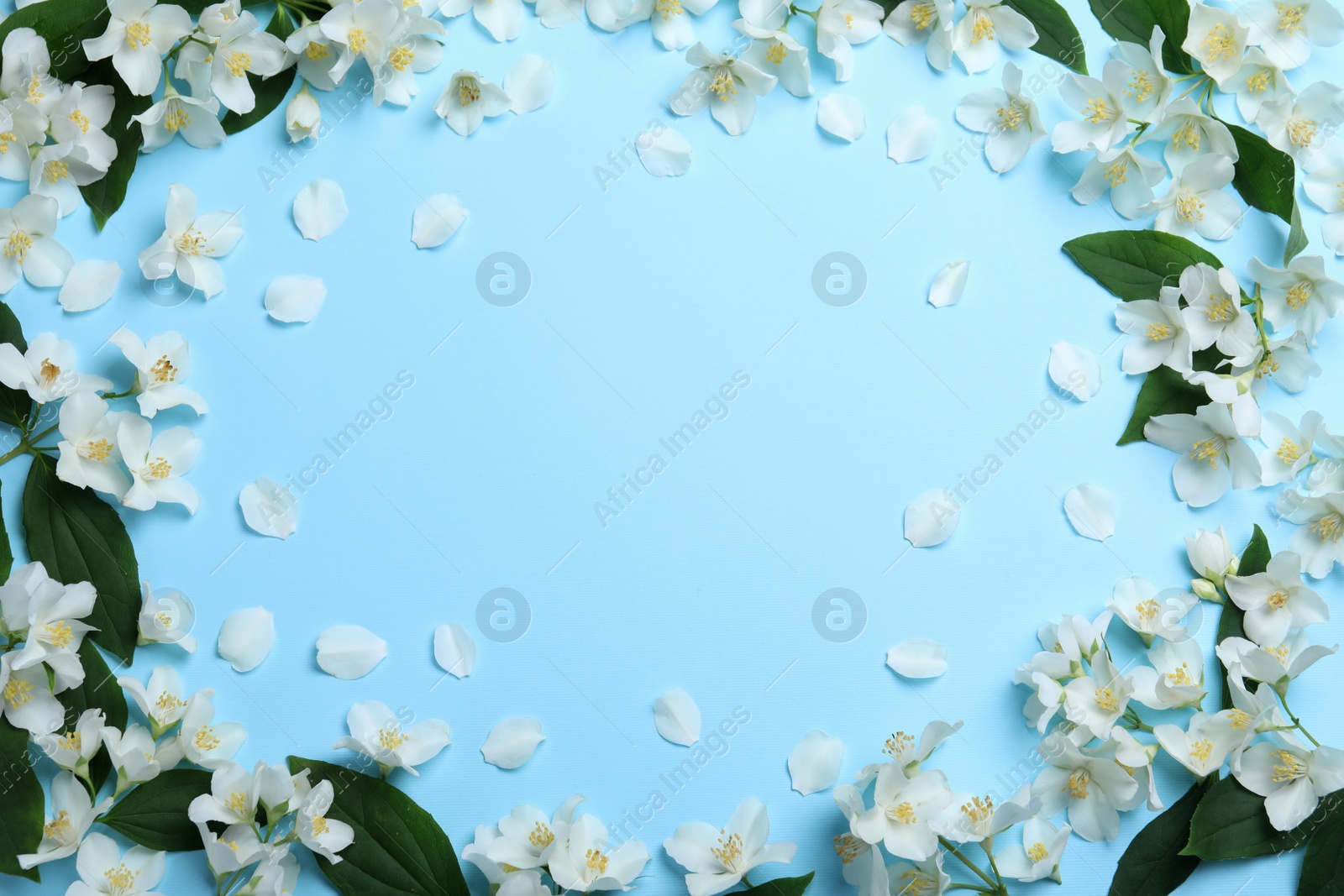 Photo of Frame of beautiful jasmine flowers on light blue background, flat lay. Space for text