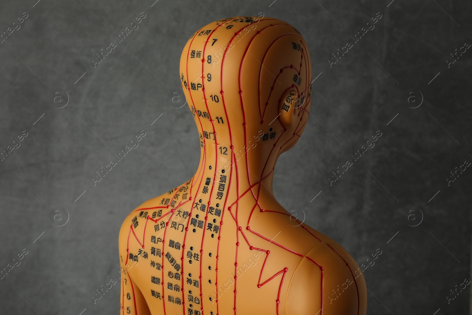 Photo of Acupuncture model. Mannequin with dots and lines on dark grey background