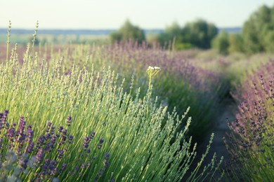 Beautiful view of blooming lavender growing in field