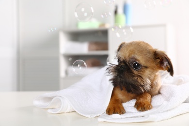 Photo of Studio portrait of funny Brussels Griffon dog with towel in bathroom